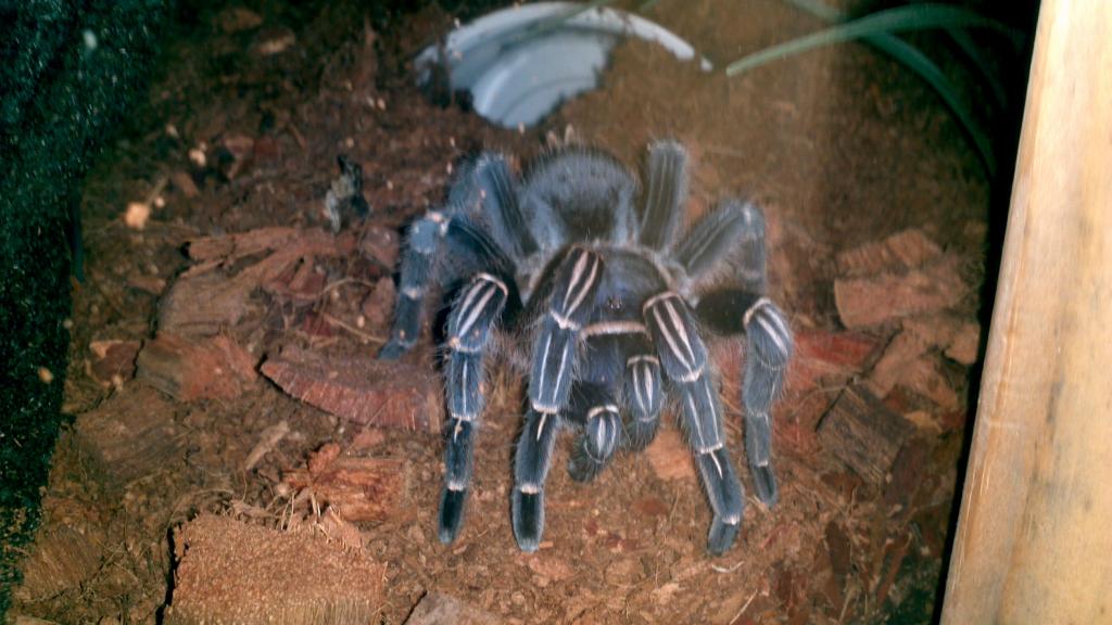 Aphonopelma seemanni