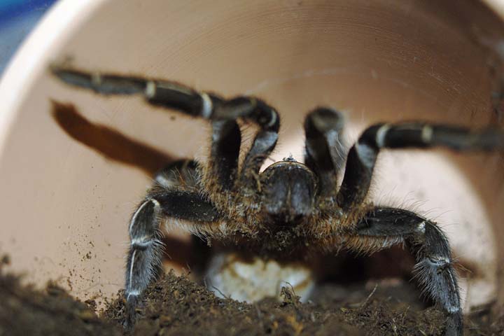 Aphonopelma seemanni