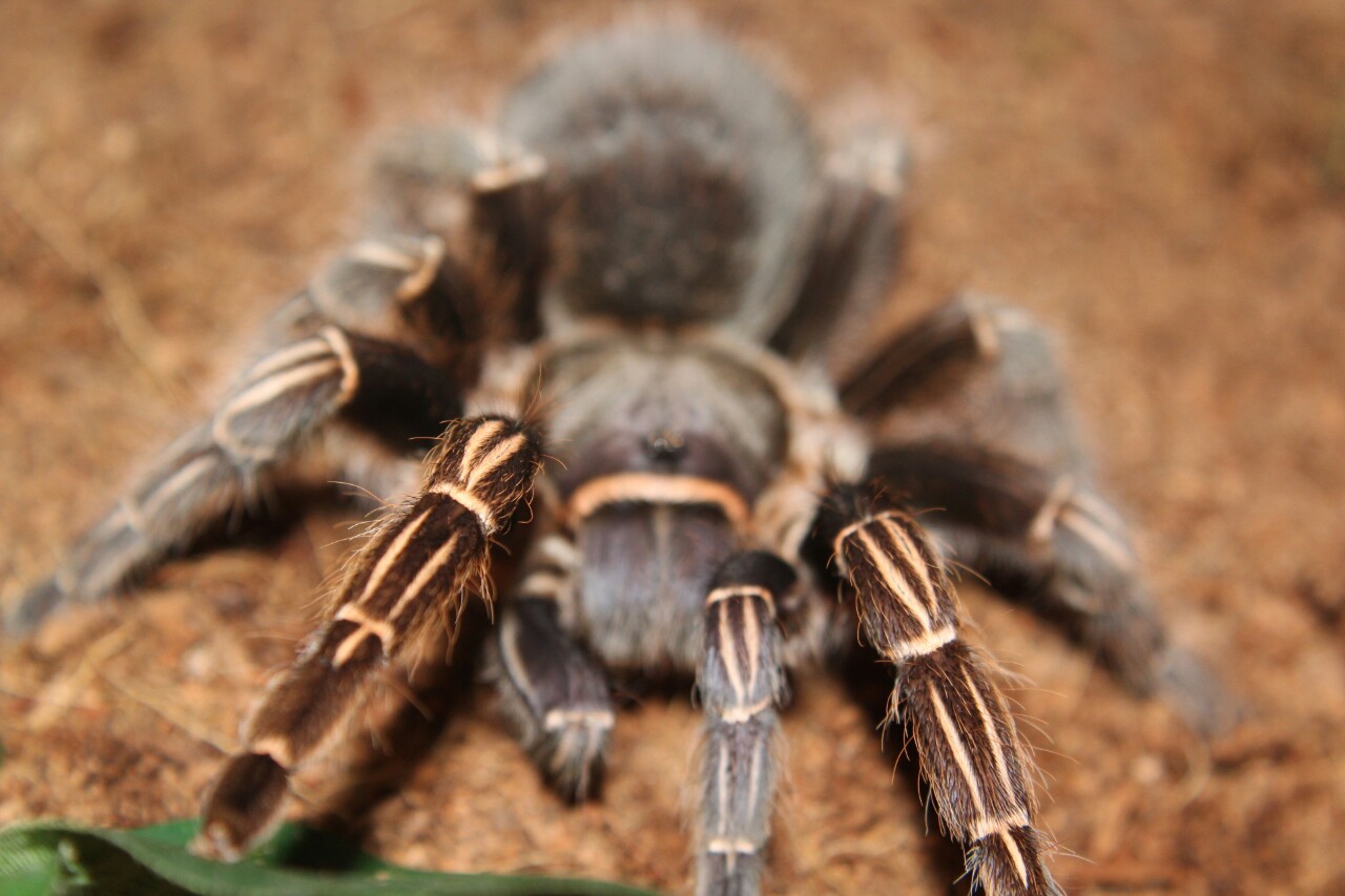 Aphonopelma Seemanni