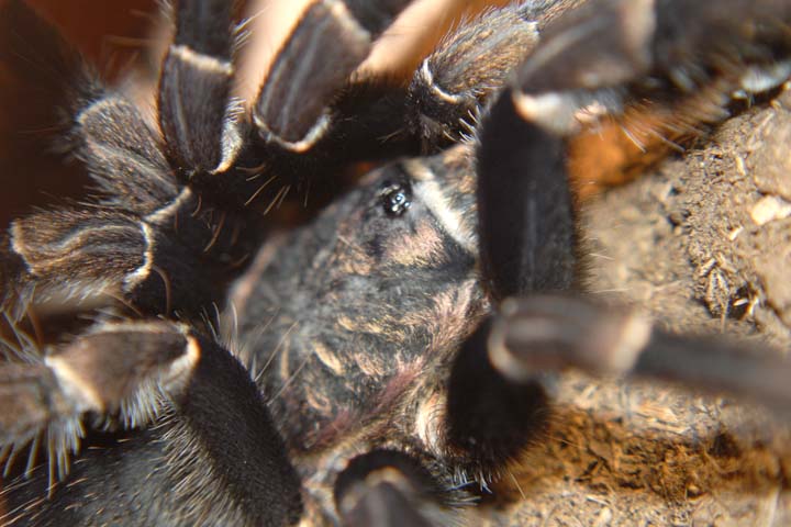 Aphonopelma seemanni