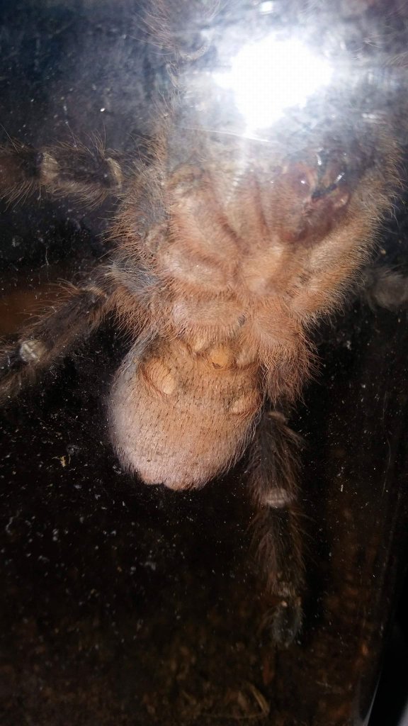 Aphonopelma seemanni