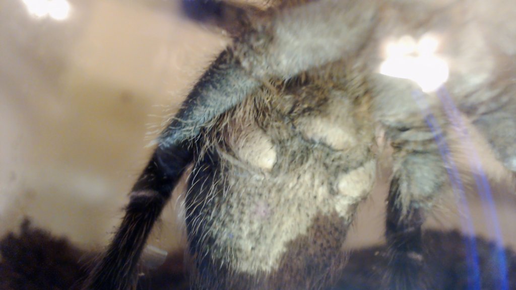 Aphonopelma Seemanni