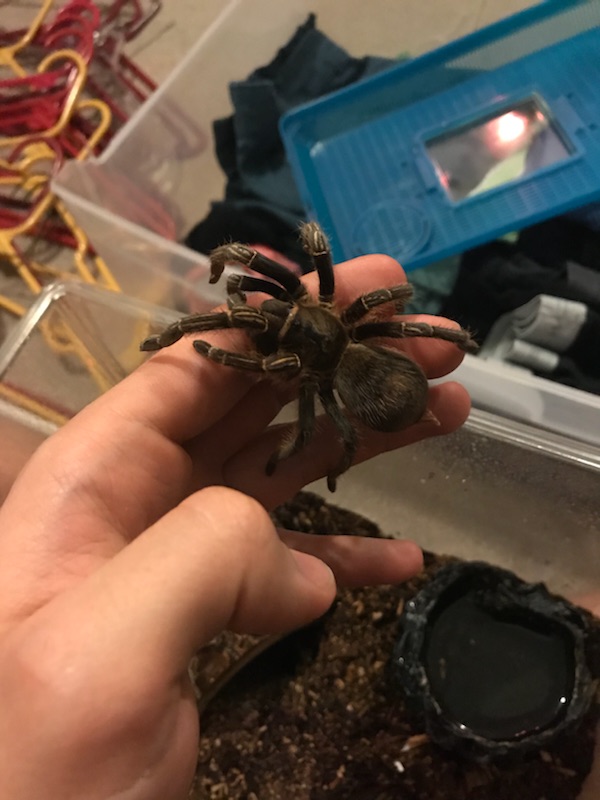 Aphonopelma seemanni