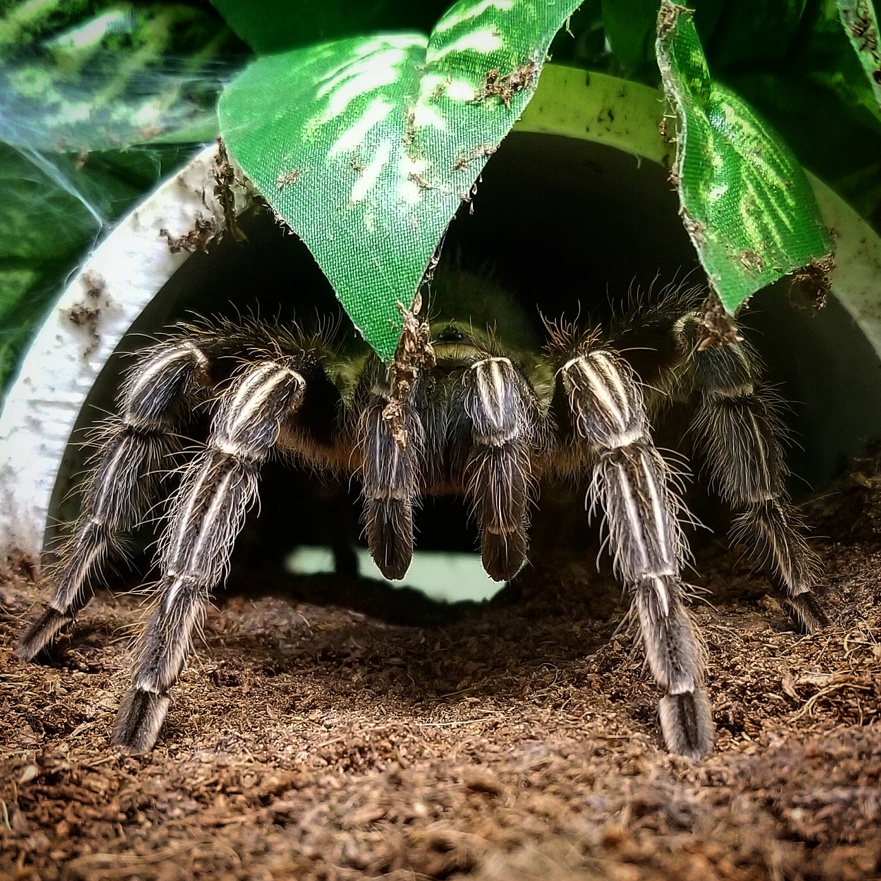 Aphonopelma seemanni