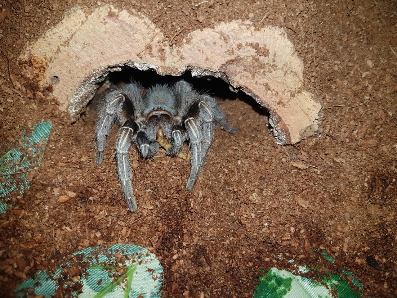 Aphonopelma seemanni