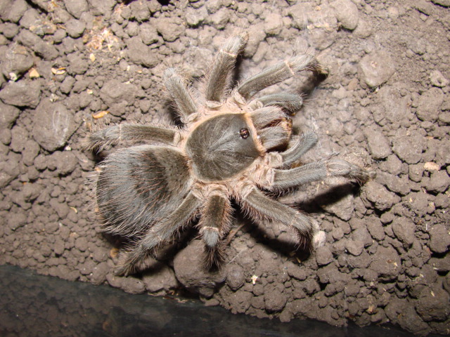 Aphonopelma seemanni??