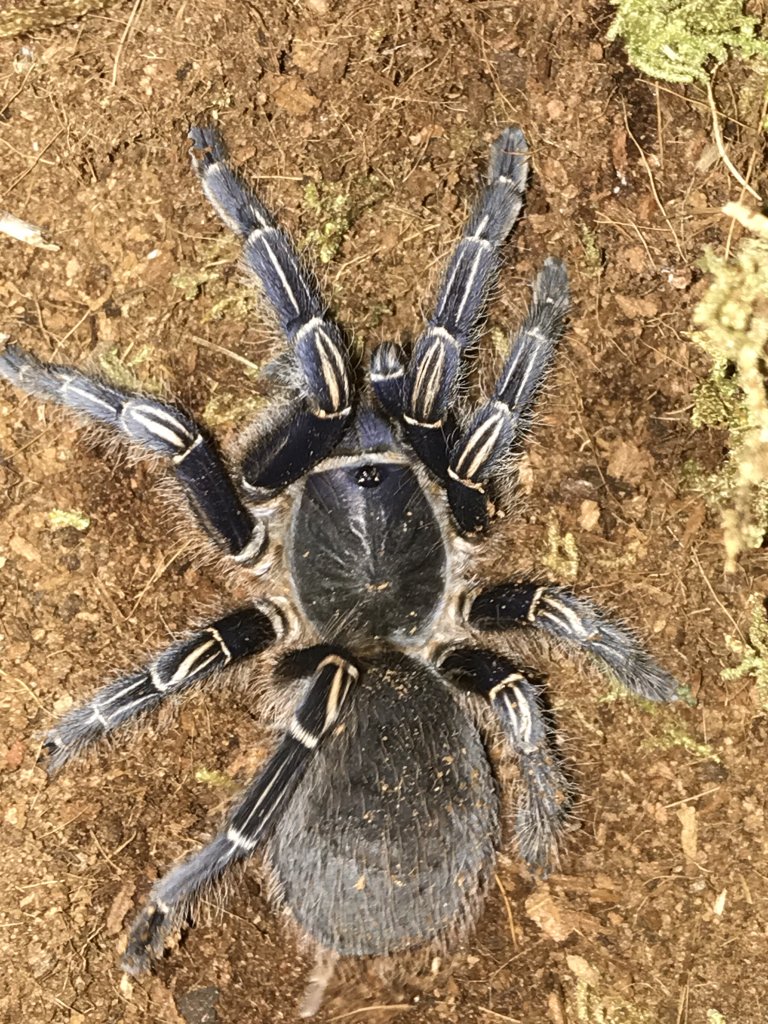 Aphonopelma seemanni