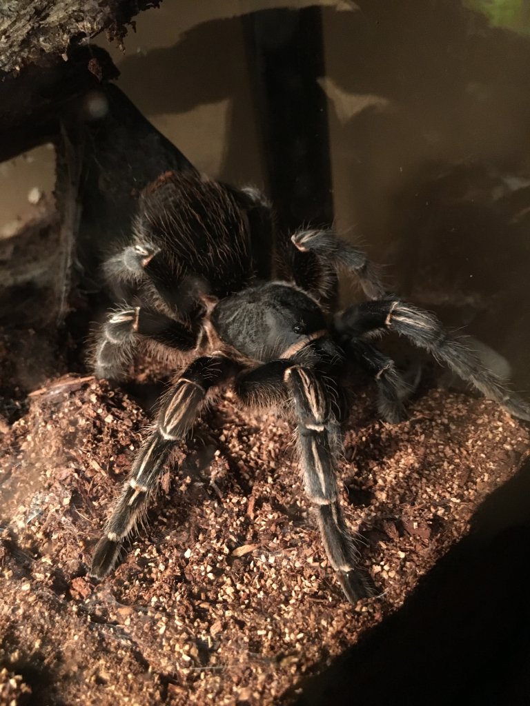 Aphonopelma Seemanni