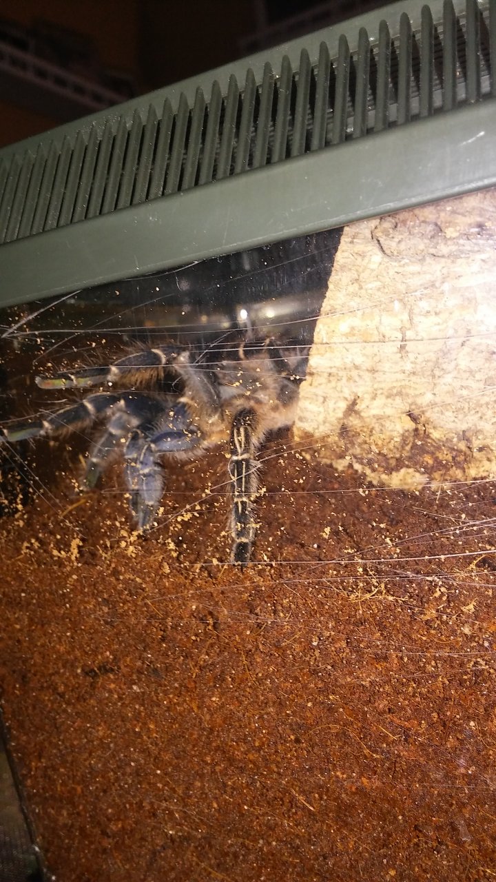 Aphonopelma seemanni