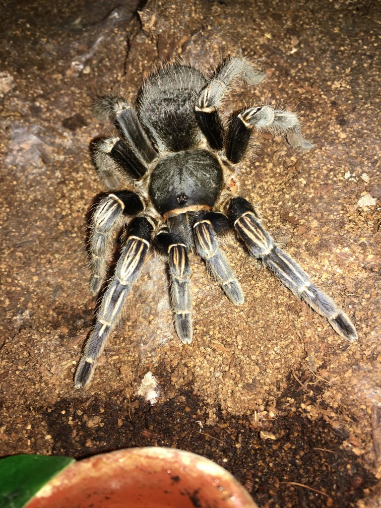 Aphonopelma Seemanni