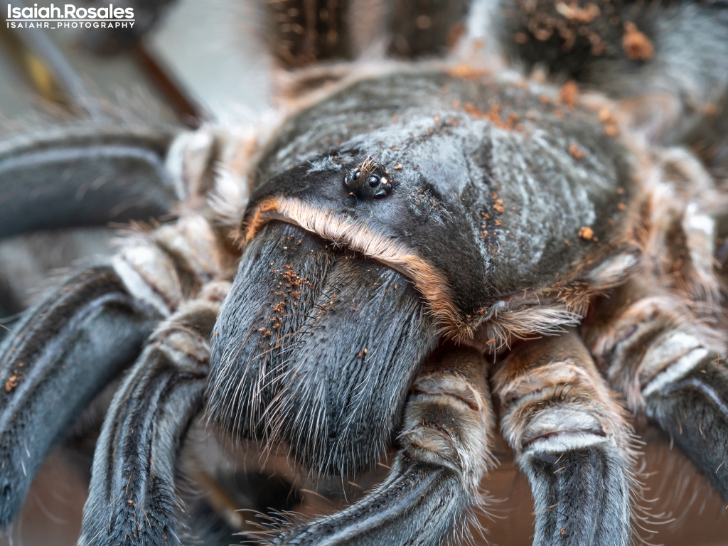 Aphonopelma seemanni