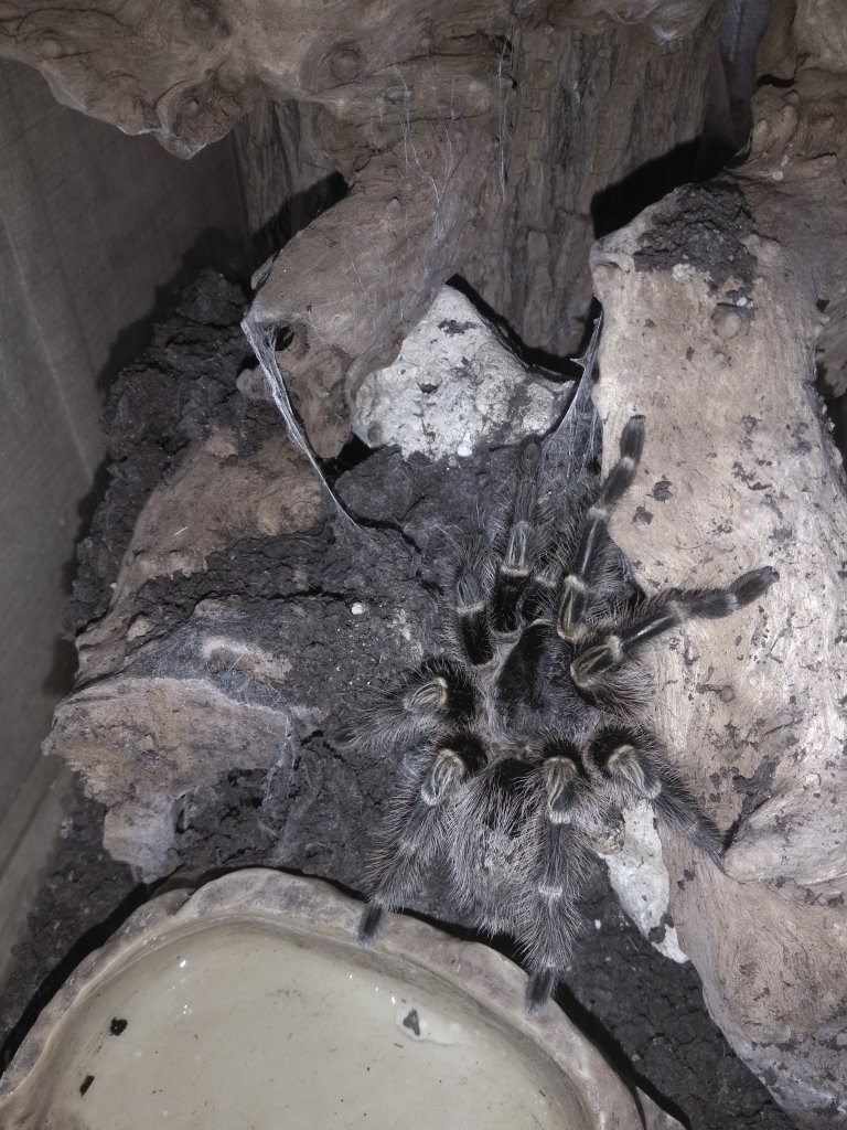 Aphonopelma seemanni?