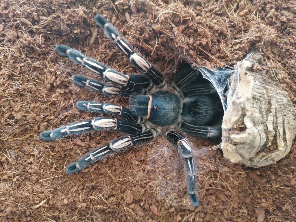 Aphonopelma Seemanni