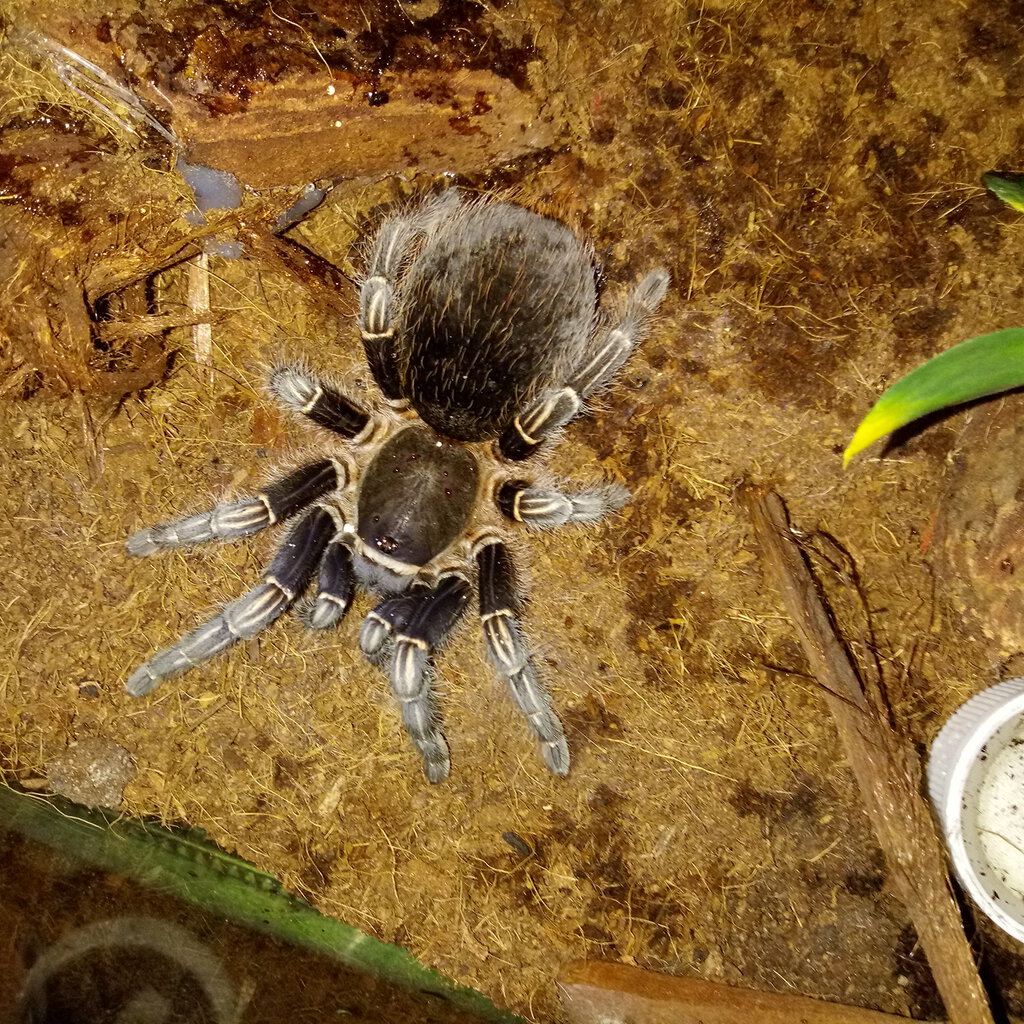 Aphonopelma seemanni