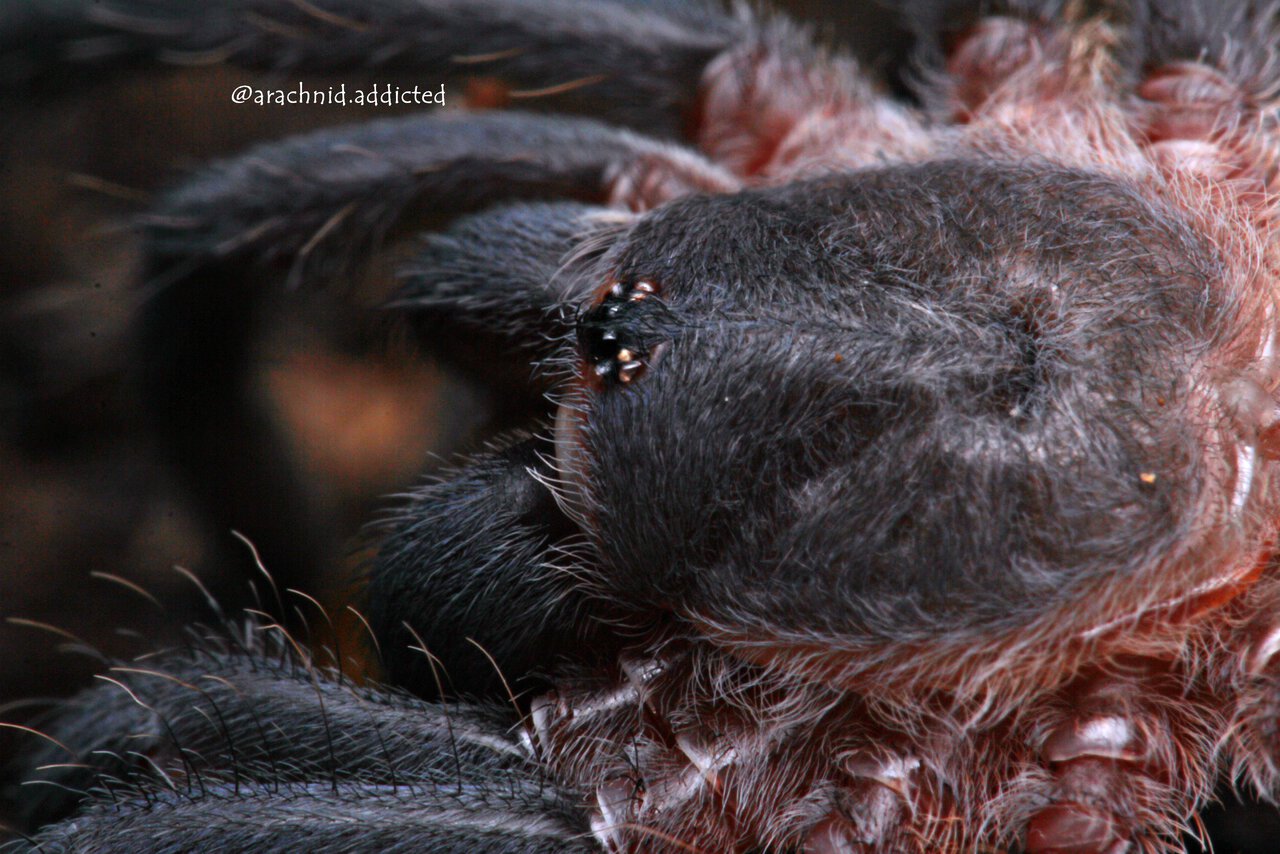 Aphonopelma seemanni.