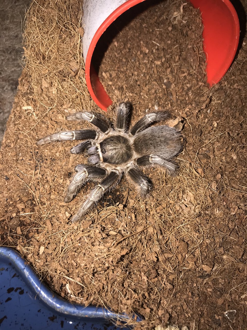 Aphonopelma seemanni