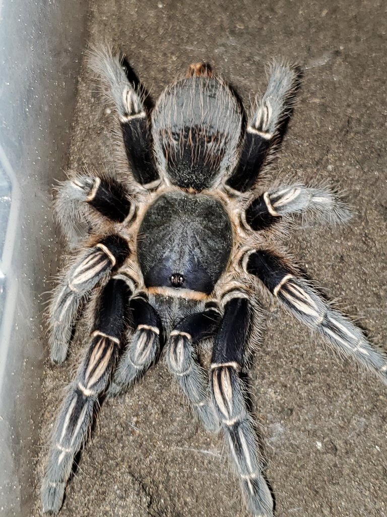 Aphonopelma seemanni