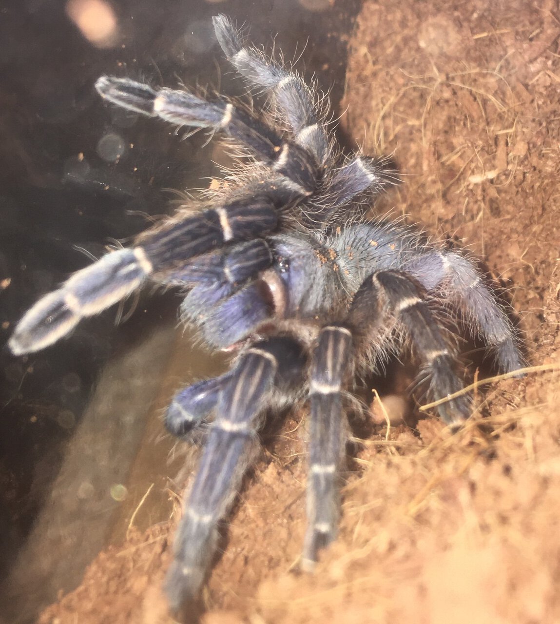 Aphonopelma Seemanni