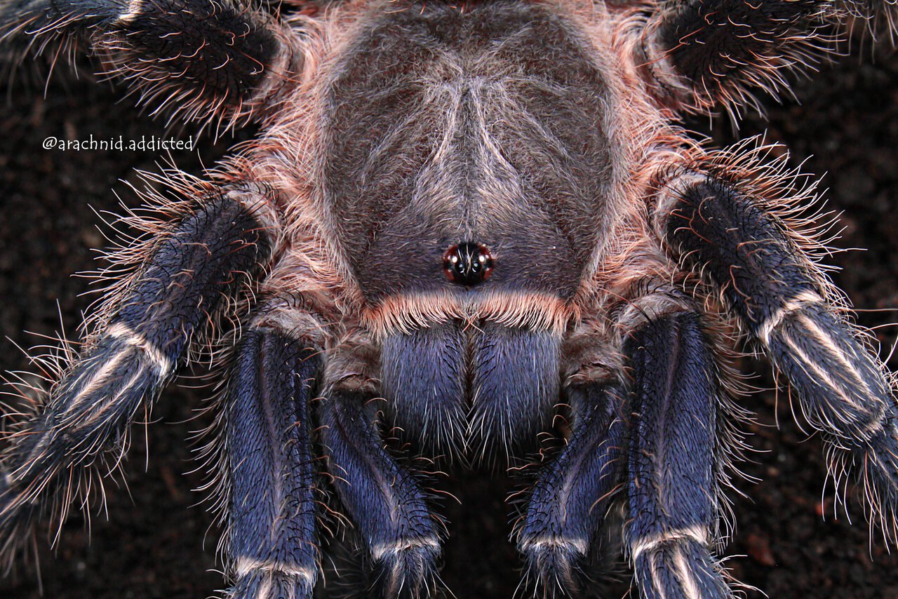 Aphonopelma seemanni.