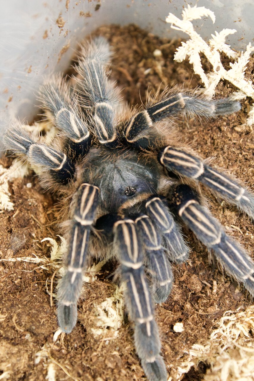 Aphonopelma seemanni