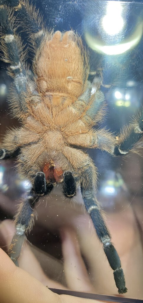 Aphonopelma seemanni