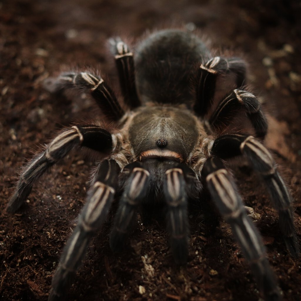 Aphonopelma seemanni