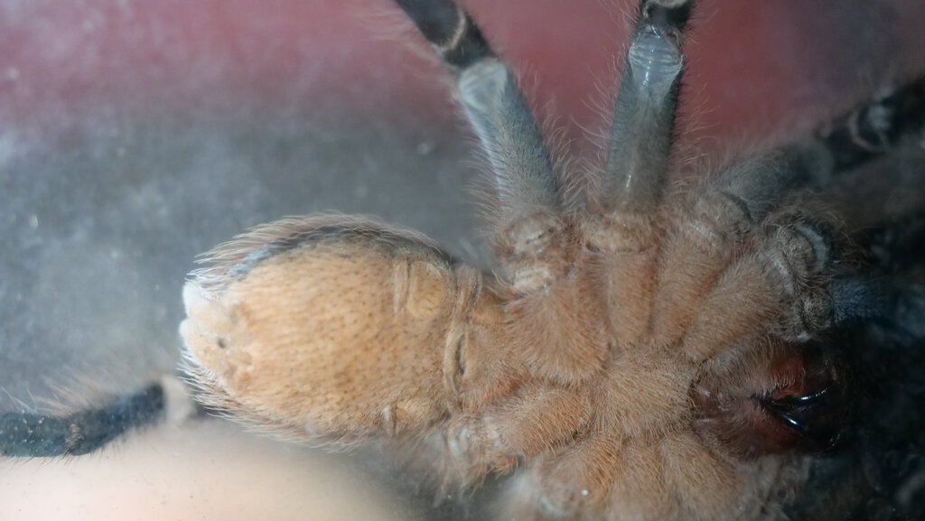 Aphonopelma seemanni