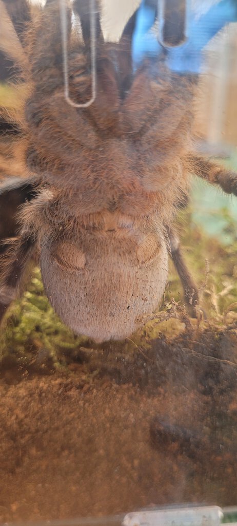 Aphonopelma seemanni