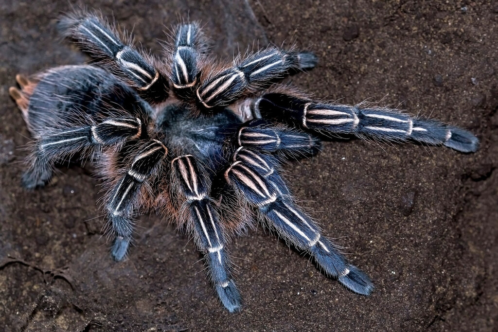 Aphonopelma seemanni