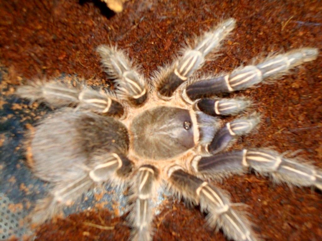 Aphonopelma semmanni