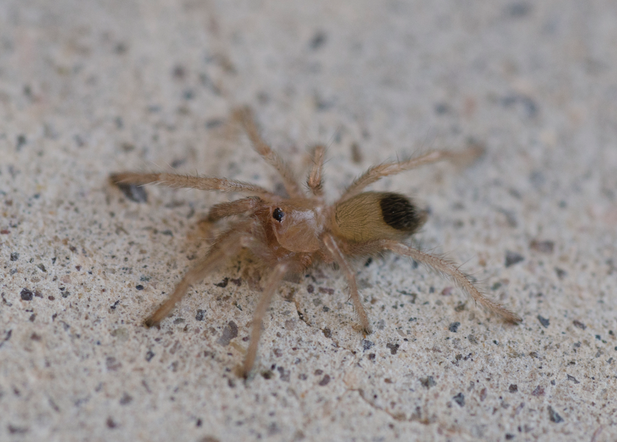 Aphonopelma sling