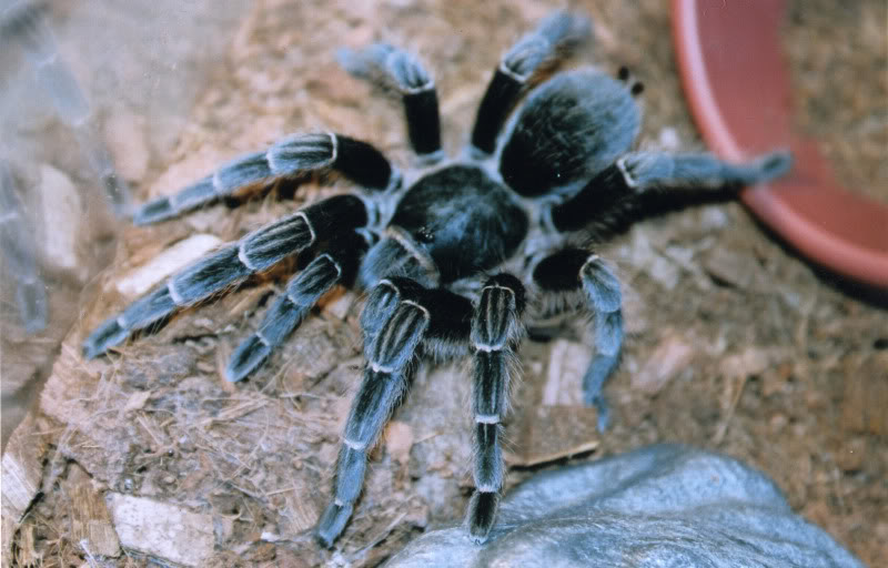 Aphonopelma Something?