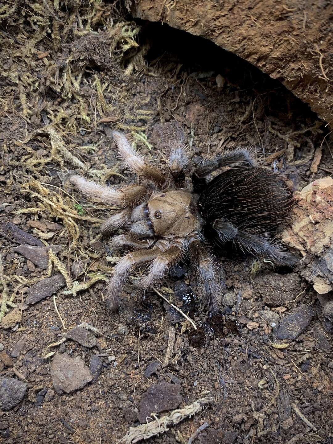 Aphonopelma sp. “Diamondback”