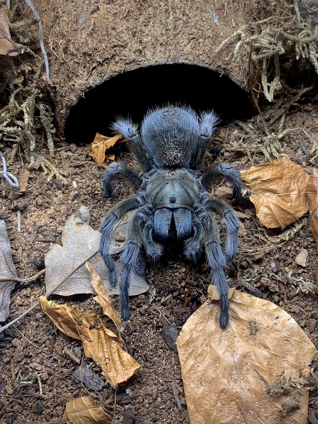 Aphonopelma sp. “Michoacán grey”