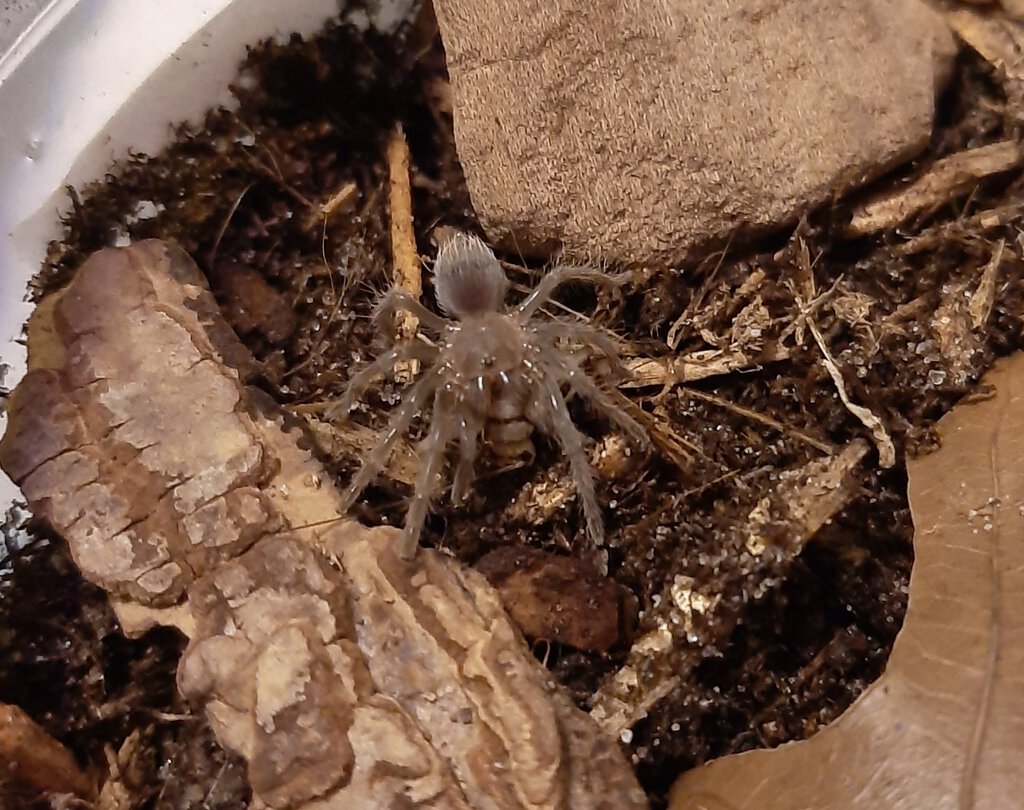 Aphonopelma sp. Acapulco