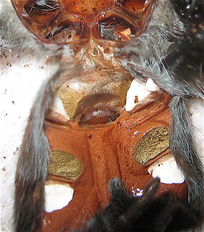 Aphonopelma Sp AZ 3.5"