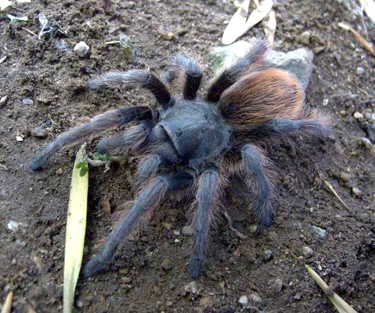 Aphonopelma sp. cana