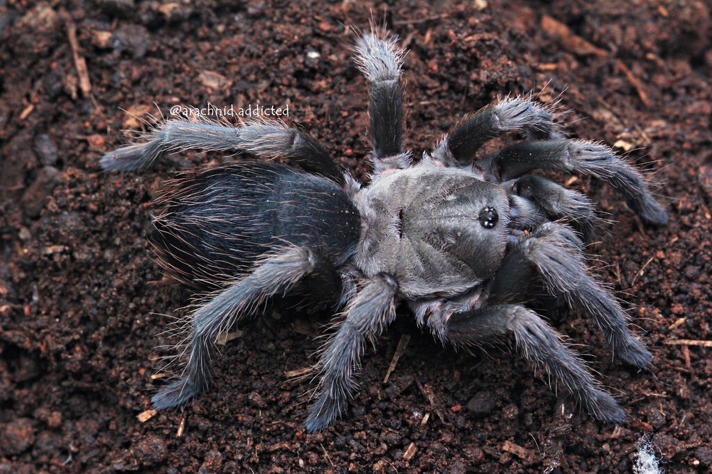 Aphonopelma sp. "Chapala".