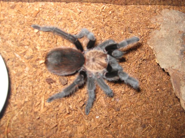 Aphonopelma sp. "Davis Mtn."
