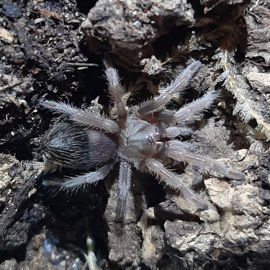 Aphonopelma sp diamondback