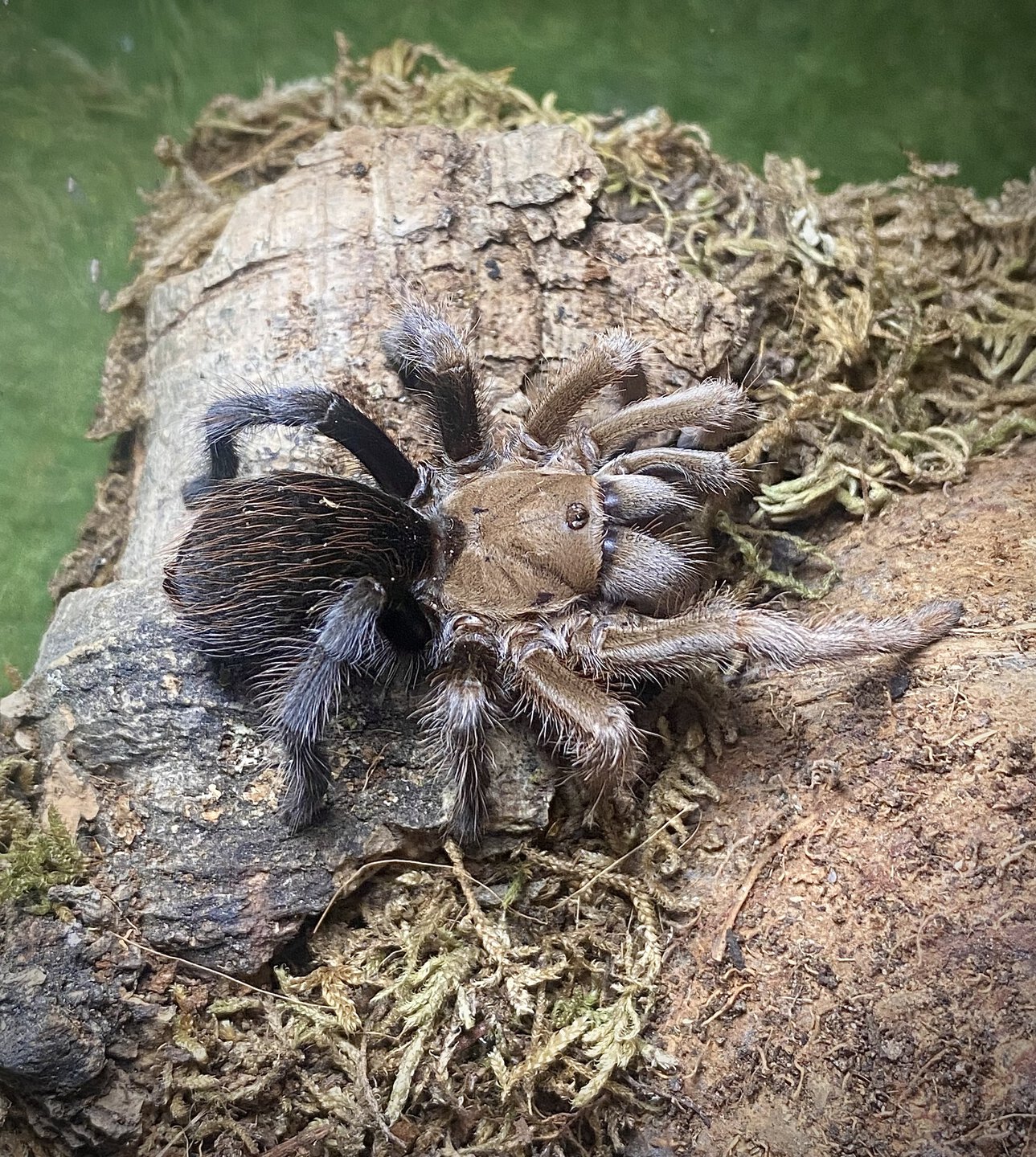 Aphonopelma sp. "diamondback"