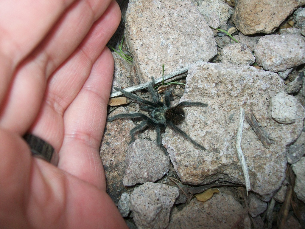 Aphonopelma sp. (Dwarf species) Male