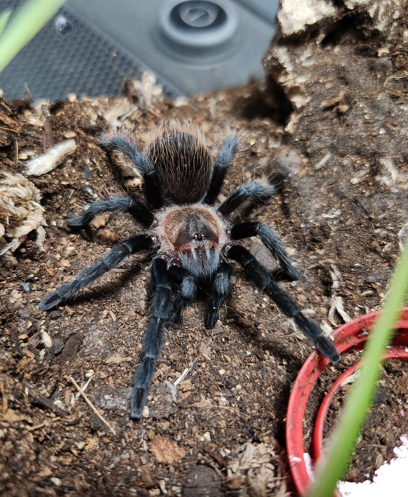 Aphonopelma sp Encinos