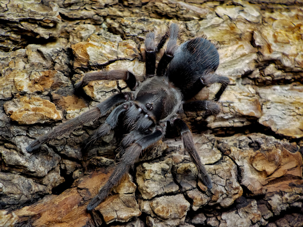 Aphonopelma sp. Jalisco, juvenile male