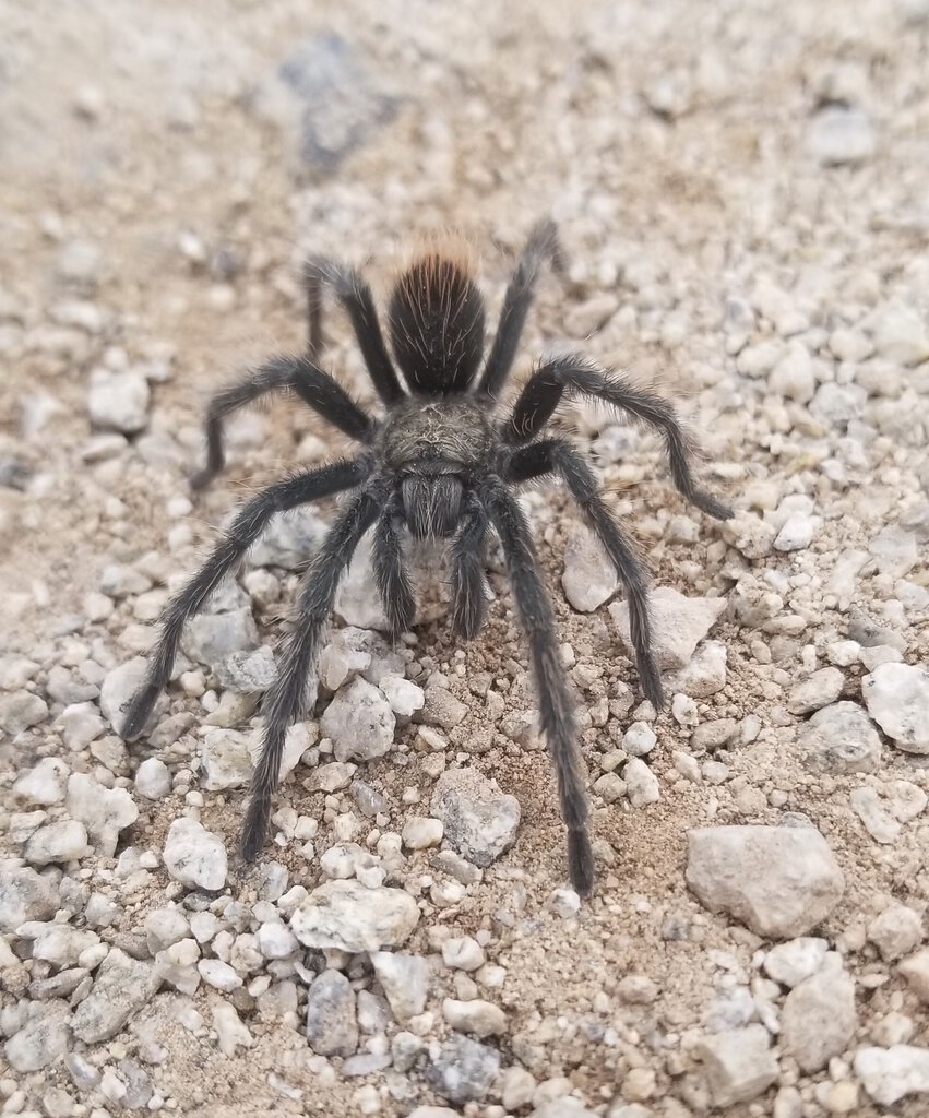 Aphonopelma sp. (mareki?)