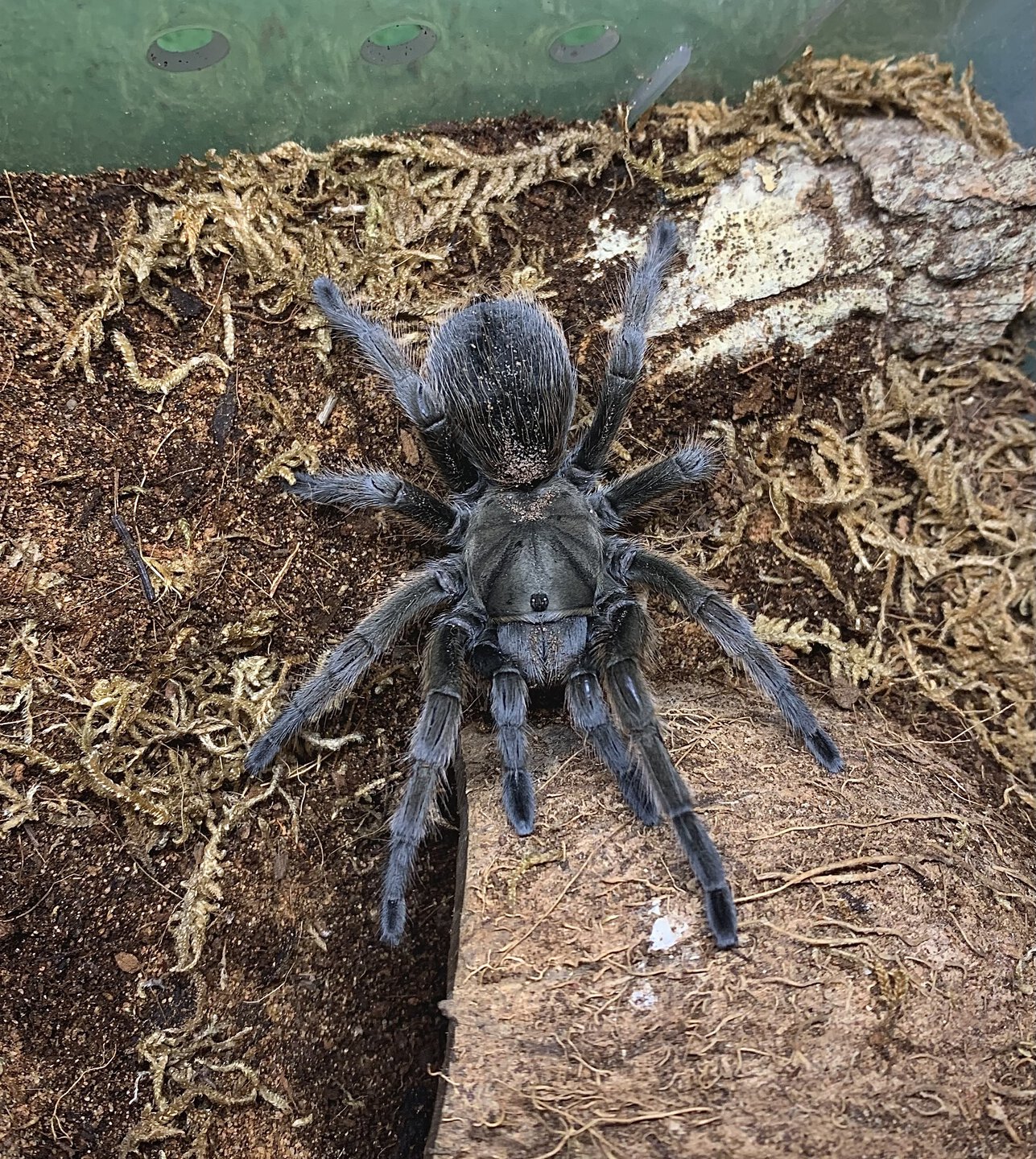 Aphonopelma sp. Michoacán