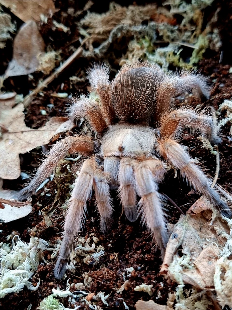 Aphonopelma sp Michoacan