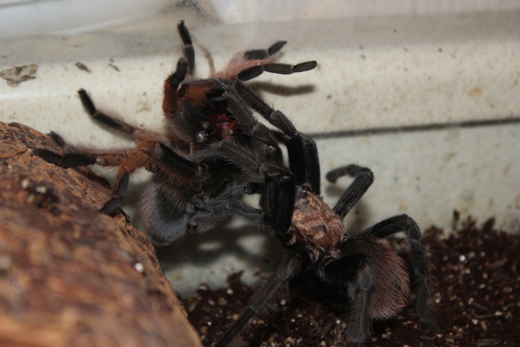 Aphonopelma sp. New River Love