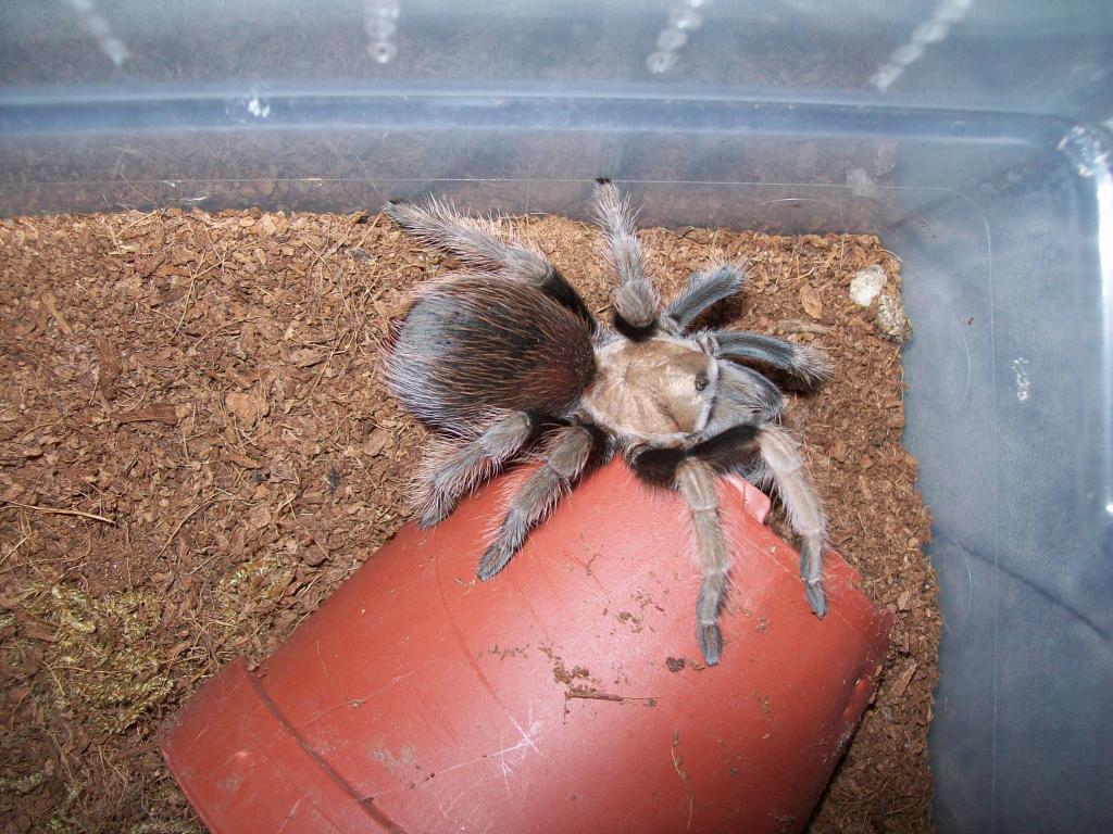 Aphonopelma Sp. New River or A. Chalcodes?