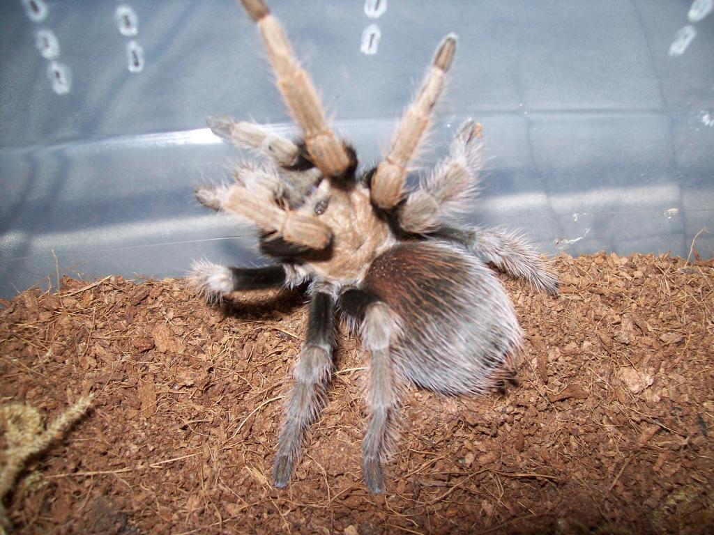 Aphonopelma Sp. New River or A. Chalcodes?